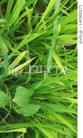 Detailed overhead structure of healthy green rice grass growing in rows 140900271