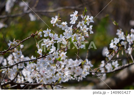 明星桜 明星桜 140901427