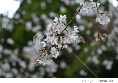 明星桜 明星桜 140901541