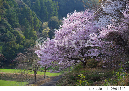 明星桜 明星桜 140901542
