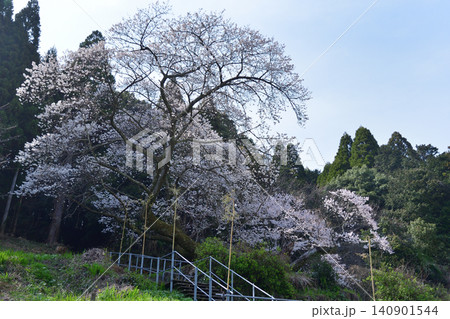 明星桜 明星桜 140901544