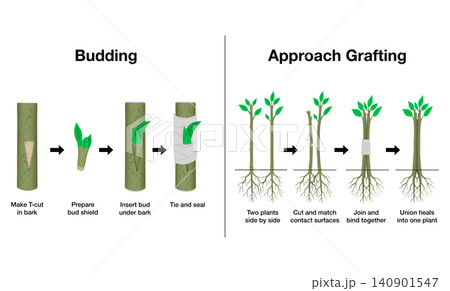 Scientific biology diagram comparing plant budding and approach grafting methods, illustrating step by step process of T-cut bark insertion, surface matching, and binding 140901547