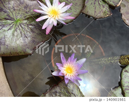 水に浮かぶ睡蓮の花 水に浮かぶ睡蓮の花 140901981