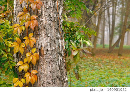 Vibrant golden leaves of a climbing plant contrast with the rough bark of a tree, set against a soft-focus backdrop of a foggy woodland 140901982