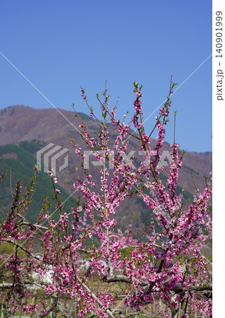 長野県埴科郡坂城町の山々に咲く山桜の花をお楽しみ下さい。そして上平の火の見やぐらから見た風景です。 長野県埴科郡坂城町の山々に咲く山桜の花をお楽しみ下さい。そして上平の火の見やぐらから見た風景です。 140901999