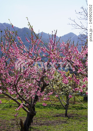 長野県埴科郡坂城町の山々に咲く山桜の花をお楽しみ下さい。そして上平の火の見やぐらから見た風景です。 長野県埴科郡坂城町の山々に咲く山桜の花をお楽しみ下さい。そして上平の火の見やぐらから見た風景です。 140902002