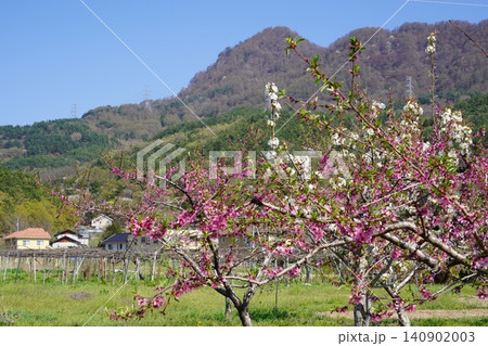 長野県埴科郡坂城町の山々に咲く山桜の花をお楽しみ下さい。そして上平の火の見やぐらから見た風景です。 長野県埴科郡坂城町の山々に咲く山桜の花をお楽しみ下さい。そして上平の火の見やぐらから見た風景です。 140902003