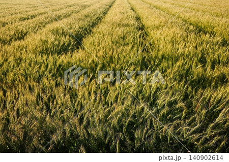 Golden Wheat Field / 黄金色の麦畑 Golden Wheat Field / 黄金色の麦畑 140902614