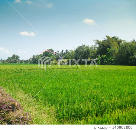 A view of lush green rice fields in a village on the island of Bali, Indonesia. A view of lush green rice fields in a village on the island of Bali, Indonesia. 140902806