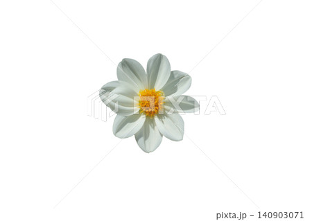 Minimalist White Flower Daisy Aesthetic 140903071