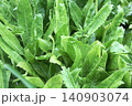 Fresh Green Culantro Leaves Long Coriander Garden 140903074