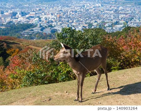 若草山山頂から望む小鹿 140903264