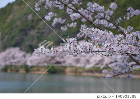 庭木ダムの桜 庭木ダムの桜 140903389