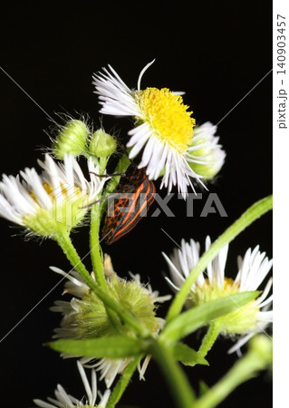 ヒメジョオンの花にとまるアカスジカメムシのクローズアップ 140903457