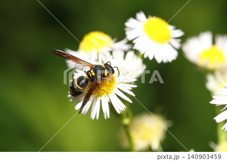 ヒメジョオンの花にとまるオオフタオビドロバチと思われる蜂のクローズアップ ヒメジョオンの花にとまるオオフタオビドロバチと思われる蜂のクローズアップ 140903459