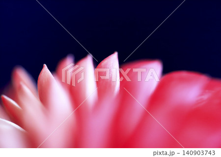 ダリアの赤い花 接写写真 ダリアの赤い花 接写写真 140903743