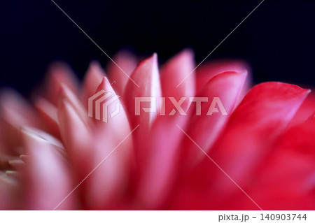 ダリアの赤い花 接写写真 ダリアの赤い花 接写写真 140903744