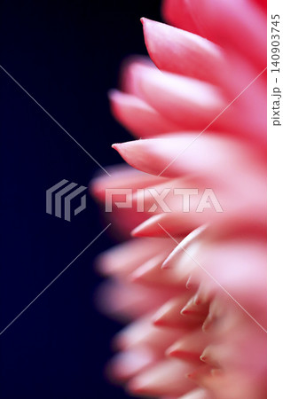 ダリアの赤い花 接写写真 140903745