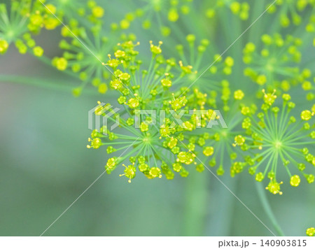 ディルの花 ハーブガーデンで咲く香り豊かなハーブの花とやわらかな緑の背景 ディルの花 ハーブガーデンで咲く香り豊かなハーブの花とやわらかな緑の背景 140903815