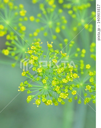 ディルの花 ハーブガーデンで咲く香り豊かなハーブの花とやわらかな緑の背景 ディルの花 ハーブガーデンで咲く香り豊かなハーブの花とやわらかな緑の背景 140903817