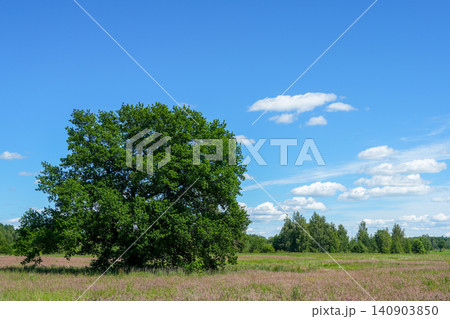 Majestic oak tree growing in summer meadow under blue sky in rural Latvia countryside landscape view Majestic oak tree growing in summer meadow under blue sky in rural Latvia countryside landscape view 140903850