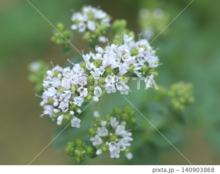 オレガノの花 ハーブガーデンで咲く香り豊かなハーブの花とやわらかな緑の背景 オレガノの花 ハーブガーデンで咲く香り豊かなハーブの花とやわらかな緑の背景 140903868