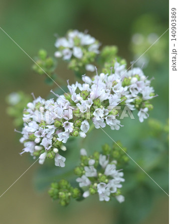 オレガノの花 ハーブガーデンで咲く香り豊かなハーブの花とやわらかな緑の背景 オレガノの花 ハーブガーデンで咲く香り豊かなハーブの花とやわらかな緑の背景 140903869