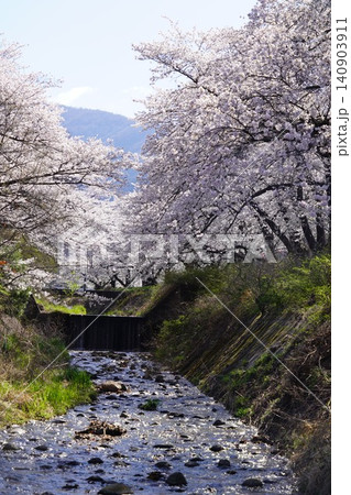 御堂川のさくら並木満開・長野県埴科郡坂城町中之条 御堂川のさくら並木満開・長野県埴科郡坂城町中之条 140903911