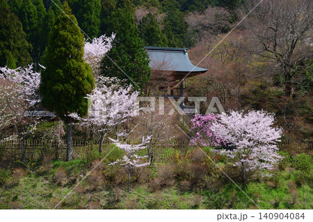 呑山観音寺の桜 140904084