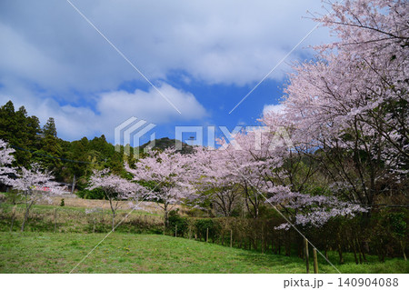呑山観音寺の桜 140904088