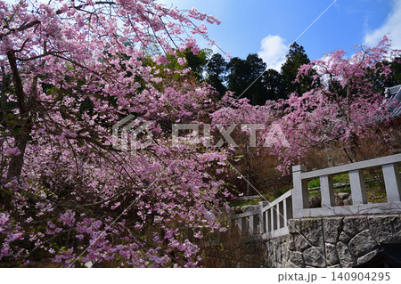 呑山観音寺のしだれ桜 呑山観音寺のしだれ桜 140904295