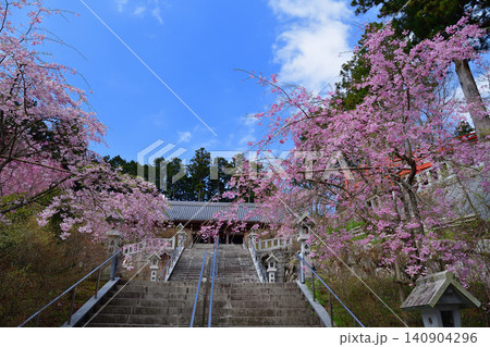 呑山観音寺のしだれ桜 呑山観音寺のしだれ桜 140904296