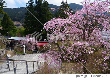 呑山観音寺のしだれ桜 呑山観音寺のしだれ桜 140904297