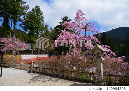 呑山観音寺のしだれ桜 呑山観音寺のしだれ桜 140904298