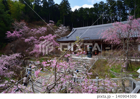 呑山観音寺のしだれ桜 140904300