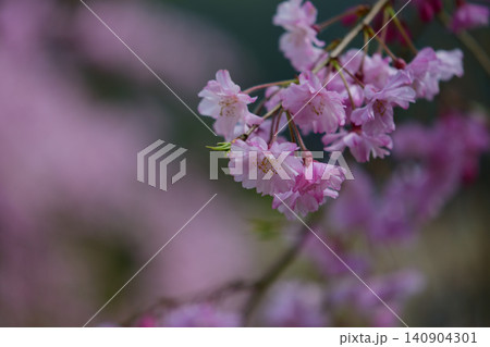 呑山観音寺のしだれ桜 140904301