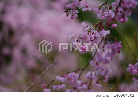 呑山観音寺のしだれ桜 呑山観音寺のしだれ桜 140904302