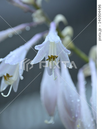 雨に濡れるオオバギボウシの花 水滴をまとった可憐な夏の山野草のクローズアップ 雨に濡れるオオバギボウシの花 水滴をまとった可憐な夏の山野草のクローズアップ 140904496