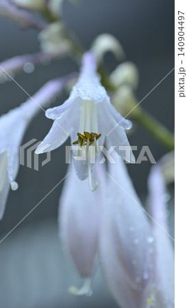 雨に濡れるオオバギボウシの花 水滴をまとった可憐な夏の山野草のクローズアップ 雨に濡れるオオバギボウシの花 水滴をまとった可憐な夏の山野草のクローズアップ 140904497