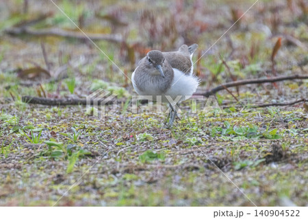 身近な冬鳥 シロハラの訪問 身近な冬鳥 シロハラの訪問 140904522