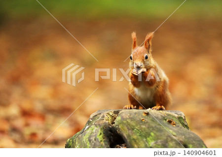 Cute red squirrel. Sciurus vulgaris. Portrait of a red squirrel in autumn season. Cute animal sitting on the tree stump. Animal in nature habitat, Czech republic Cute red squirrel. Sciurus vulgaris. Portrait of a red squirrel in autumn season. Cute animal sitting on the tree stump. Animal in nature habitat, Czech republic 140904601