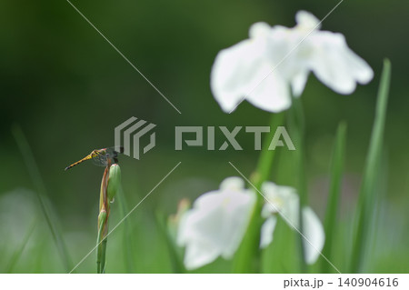 白い花菖蒲の前にとまるとんぼ 白い花菖蒲の前にとまるとんぼ 140904616