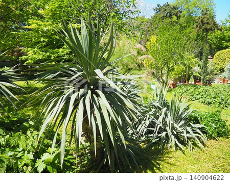 Yucca, Adam needle or Spanish-bayonet. Genus is classified in asparagus family in subfamily with Agave. Rosette of leaves. Dry living conditions. Spanish dagger, shin dagger, soapweed, or soaptree. 140904622