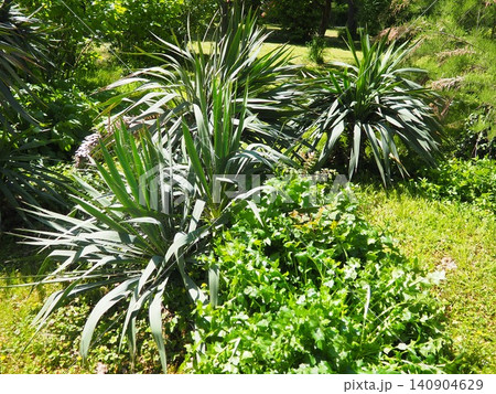 Yucca, Adam needle or Spanish-bayonet. Genus is classified in asparagus family in subfamily with Agave. Rosette of leaves. Dry living conditions. Spanish dagger, shin dagger, soapweed, or soaptree. 140904629