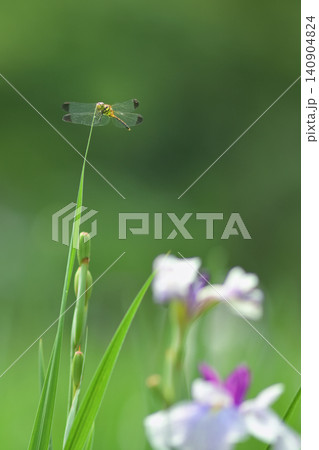 花菖蒲にとまるトンボ 花菖蒲にとまるトンボ 140904824