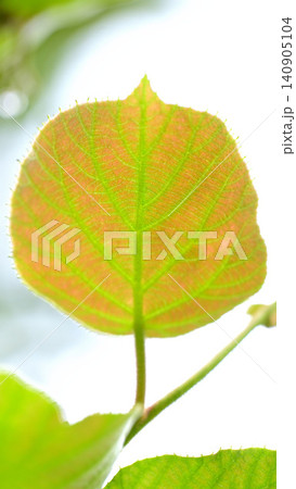 逆光に透けるキウイフルーツの若葉 葉脈が美しく見える初夏の新緑素材 逆光に透けるキウイフルーツの若葉 葉脈が美しく見える初夏の新緑素材 140905104