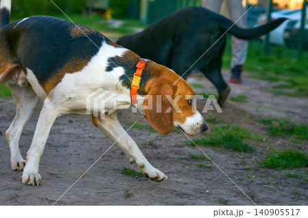 Serious hunting Beagle dog in search of prey Serious hunting Beagle dog in search of prey 140905517