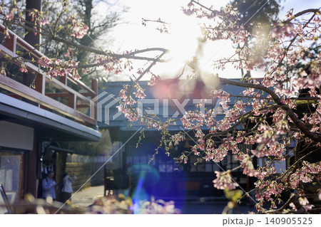 伊香保神社の前に咲く満開の桜 伊香保神社の前に咲く満開の桜 140905525