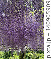 満開の藤の花2 140905909