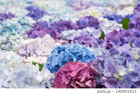 紫陽花の池 紫陽花の池 140905913